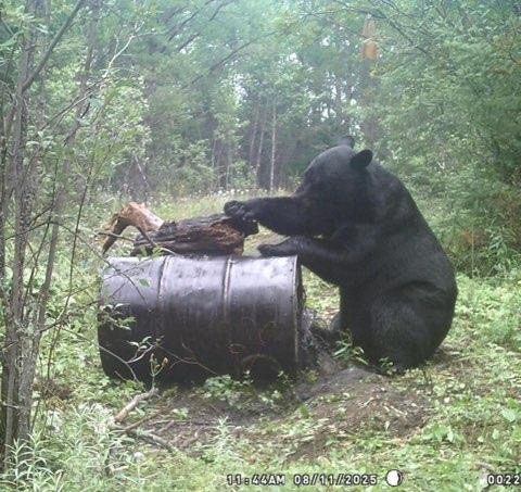 Black bear on the bait line